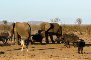 Eléphant d'Afrique, Loxodonta africana, Buffle d'Afrique, Syncerus caffer, Parc national Kruger, Afrique du Sud