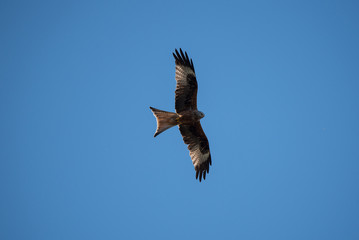 Rotmilan im Flug