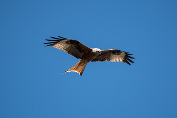 Obraz premium Rotmilan im Flug