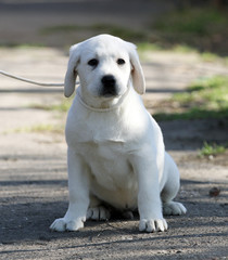 a yellow labrador in the park