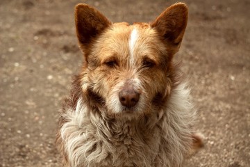 Brown mongrel dog 