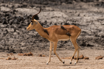 Piqueboeuf à bec rouge, Red billed Oxpecker, Buphagus erythrorhynchus, Impala, male, Aepyceros...