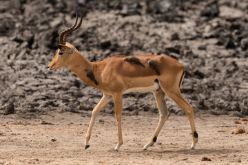Piqueboeuf à bec rouge, Red billed Oxpecker, Buphagus erythrorhynchus, Impala, male, Aepyceros...