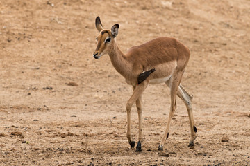 Impala, femelle, Aepyceros melampus