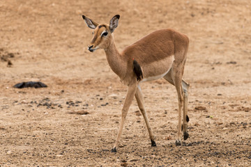 Impala, femelle, Aepyceros melampus