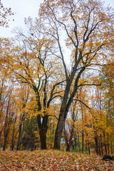 Fototapeta premium two large trees in the foreground, the branches have yellow leaves and have fallen to the ground