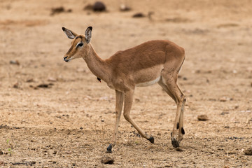 Impala, femelle, Aepyceros melampus