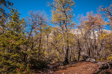 Fototapeta premium autumn, forest, nature, tree, landscape, trees, fall, leaves, sky, park, road, woods, leaf, season, foliage, yellow, path, wood, green, sun, blue, color, red, beautiful, outdoors