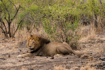 Lion, Panthera leo, Parc national du Kruger, Afrique du Sud