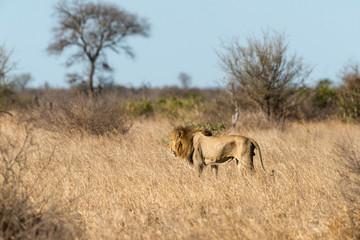 Lion, Panthera leo, Parc national du Kruger, Afrique du Sud