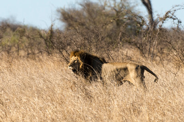 Fototapeta na wymiar Lion, Panthera leo, Parc national du Kruger, Afrique du Sud