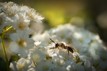 The  Beautiful  Small Bee  In The Spring White Flower of Pyracantha coccinea, Firethorna