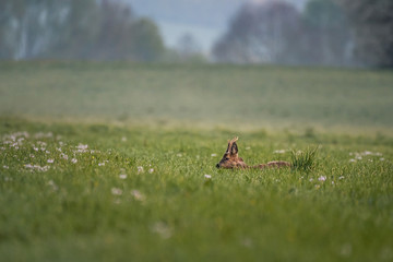 Buck deer lays on a grren field looking left