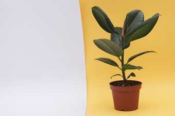 Ficus, a houseplant in a brown pot on a yellow and white background. Isolated. Free space for text
