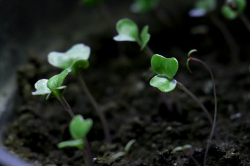 small cabbage saplings, organics, hydroponics, macro photography