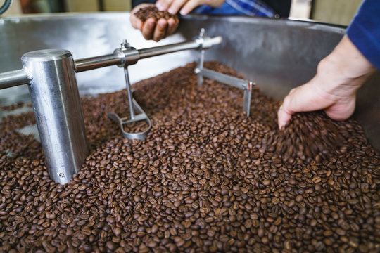 Hand picking bad roasted coffee beans