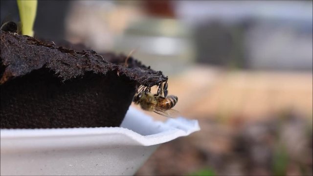 Einzelne Biene beim Trinken an Torft&ouml;pfchen, das mit Wasser vollgesogen ist, Bienentr&auml;nke im Fr&uuml;hling bei Trockenheit