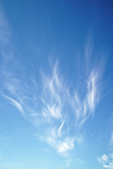 Divorces of clouds on a blue morning sky.