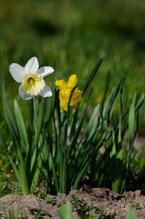 white daffodil blooming in the spring garden