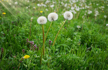 Green field with yellow dandelions. Closeup of yellow spring flowers on the ground