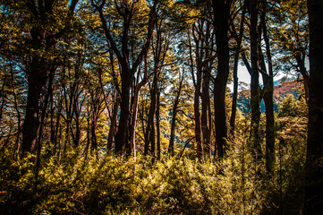 autumn, forest, trees, fall, nature, landscape, tree, leaves, park, foliage, woods, leaf, yellow, season, wood, sun, green, orange, path, colorful, colors, golden, natural, branch, beauty
