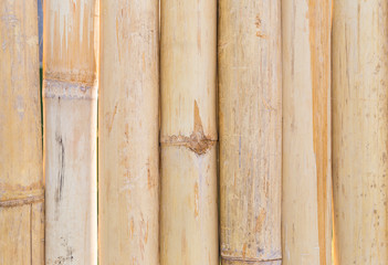 Yellow dry bamboo wood fence background, nature texture background