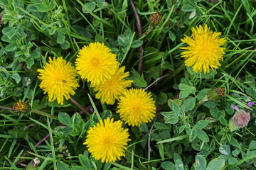 Green field with yellow dandelions. Closeup of yellow spring flowers on the ground