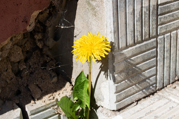 Dandelion flower with green leaves on the stairs