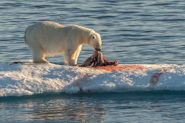 Polar bears in the Arctic