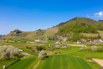 Ortenberg Castle with vineyards