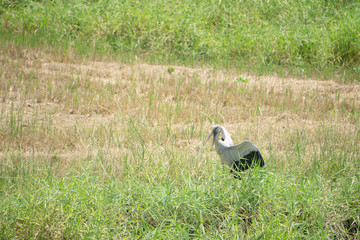 The black gray bird spread its wings in the field.