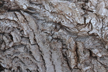 Close-up of the bark of an old tree with large gray areas of rough texture.