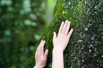Fototapeta na wymiar 湿った木に触る子供の手