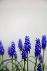 Fototapeta premium Blue muscari grape hyacinth flowers with green stems close up