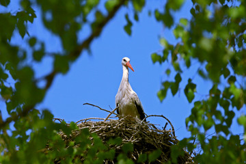 Single white Stork bird on a nest through tree branches during the spring nesting period.