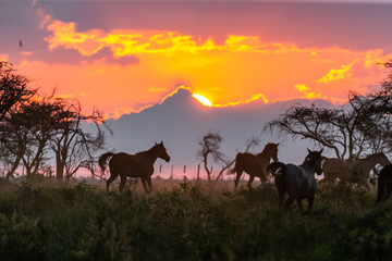 Fototapeta na wymiar Troupeau de chevaux en liberté dans une prairie au coucher du soleil