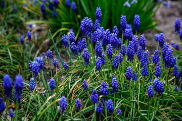 Obraz premium blue spring flowers with green evenings. Spring
