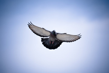Colombo in volo