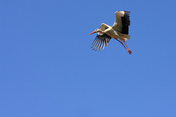 Flying single white Stork during the spring nesting period.