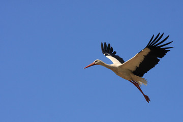 Flying single white Stork during the spring nesting period.
