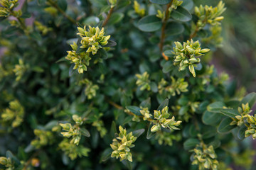 
flowering twigs of trees. Spring