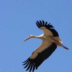 Flying single white Stork during the spring nesting period.