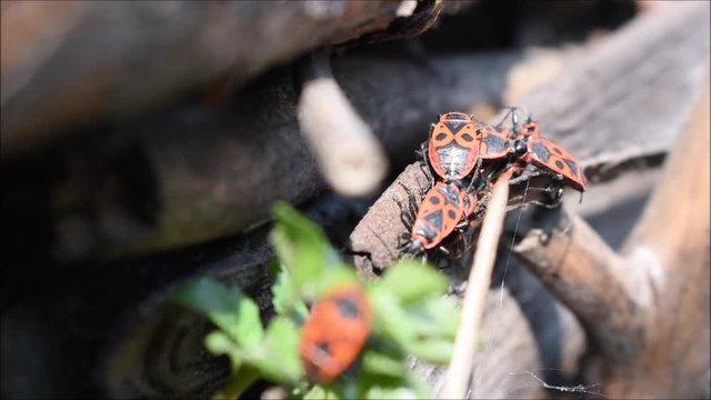 Gemeine Feuerwanze, Pyrrhocoris apterus, bei der Paarung in Gruppe, Fr&uuml;hling April