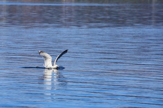 Seagull hunting for food on the summer sea in Nordland county