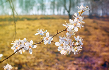 A branch of plum blossoms, white flowers in spring, the plum tree in bloom