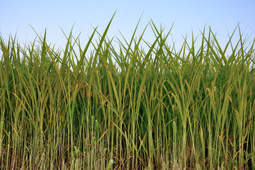 Group of Rice plant, Rice field with blue sky background