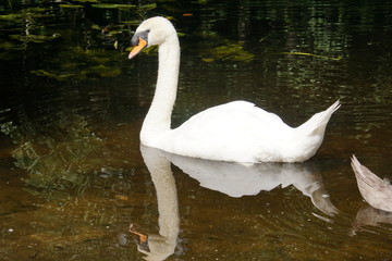 Swan