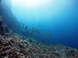 Scuba Diving Malta Gozo Comino