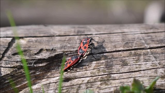 Zwei Gemeine Feuerwanze, Pyrrhocoris apterus. beo der Paarung auf Holzst&uuml;ck