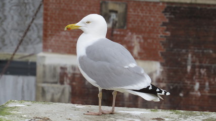 Gull
